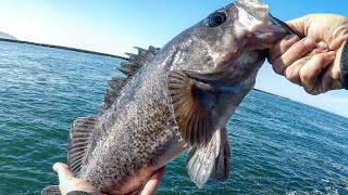 My GOTO Rock Fishing Rig BIG RockFish Jetty Fishing  Oregon Coast Fishing [upl. by Ailana578]