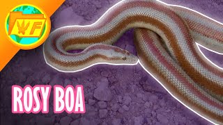 Why the Rosy Boa is a PERFECT Pet [upl. by Ayotaj792]