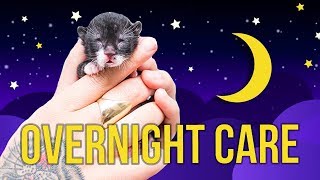 Tips for Overnight Kitten Care [upl. by Stella]