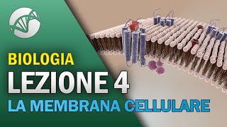 BIOLOGIA  Lezione 4  La Membrana Cellulare [upl. by Leler]