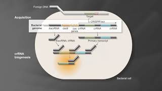 How to perform a CRISPR Knockin Experiment [upl. by Germaine80]