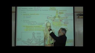 THE VERTEBRAL COLUMN amp RIB CAGE by Professor Fink [upl. by Jehovah]