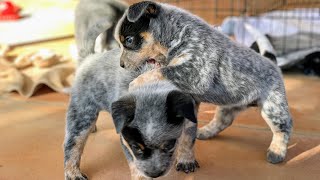 BLUE HEELER PUPPIES PLAYING Australian Cattle Dog Puppies [upl. by Grae]