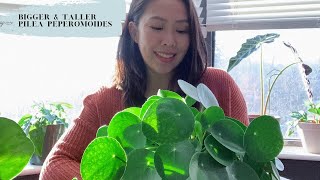 TIPS on a bigger and taller PILEA PEPEROMOIDES [upl. by Kondon773]