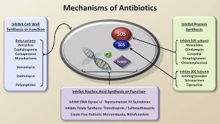 Mechanisms and Classification of Antibiotics Antibiotics  Lecture 3 [upl. by Nelyahs]