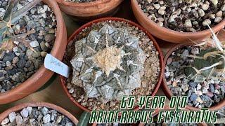 Repotting a 60 year old Ariocarpus Fissuratus [upl. by Padget]