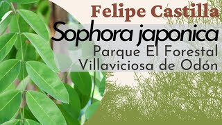 Sophora japonica [upl. by Secilu]