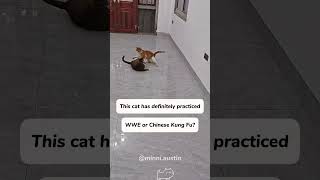 Feline fury When cats fight like they’re in the ringcat kitten pets catsoftiktok [upl. by Yoral]