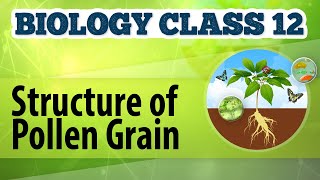 Structure of Pollen Grain  Reproduction in Plants  Biology Class 12 [upl. by Ycniuqed]