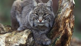 Bobcat Mating Call  Full Version  Bobcat Screaming [upl. by Delphine]