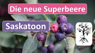 Saskatoon  neues Superfood aus Kanada  Amelanchier alnifolia [upl. by Wandie220]