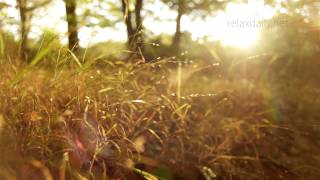 Beautiful Slow Instrumental  music for studying background healing relax  relaxdaily N°062 [upl. by Shu]