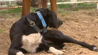 Working Cattle Dogs [upl. by Edac833]