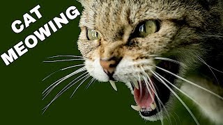 Cat Sound Effect  Cat Meowing [upl. by Launce]