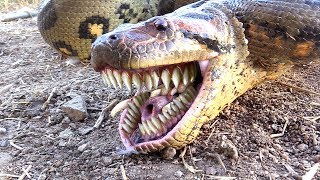 Unbelievable and very scary Anaconda snake bite [upl. by Riamo843]