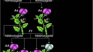 Expérience de Mendel [upl. by Roper]