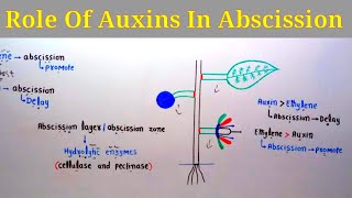 Role Of Auxins In Abscission  Lec 31  Plant Physiology [upl. by Namso872]