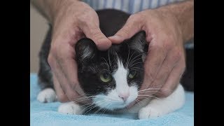 How to pick up a cat like a pro  Vet advice on cat handling [upl. by Annahsohs]