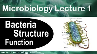 Microbiology lecture 1  Bacteria structure and function [upl. by Sawyer958]