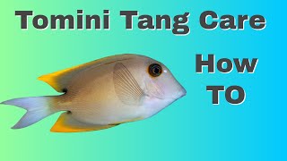 How To Care For Tomini Tangs Surgeon Fish [upl. by Yllom]