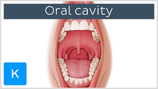 Overview of the Oral Cavity preview  Human Anatomy  Kenhub [upl. by Trixi]