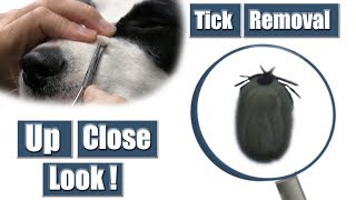 Dog Tick Removal  Pet Grooming Tutorial [upl. by Mandler]