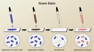 Classification of Bacteria Antibiotics  Lecture 1 [upl. by Yborian]