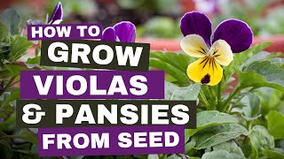 How to grow violas and pansies from seed [upl. by Adliwa]