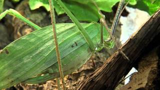 Giant Katydid  Cincinnati Zoo [upl. by Sukul306]