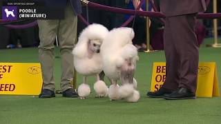 Poodles Miniature  Breed Judging 2020 [upl. by Adyan901]