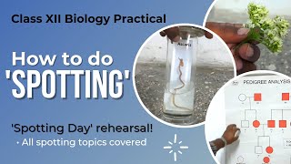 How to do SPOTTING  Biology Practical Class 12 [upl. by Harewood]