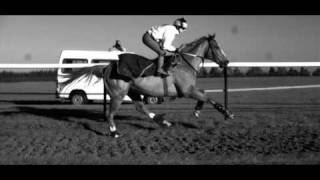 Galloping Horse in Super Slow Motion [upl. by Felita980]