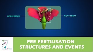 PRE FERTILISATION STRUCTURES AND EVENTS [upl. by Eadahs]