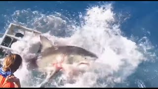 Shark breaks into cage while diver still inside [upl. by Dnalyr]