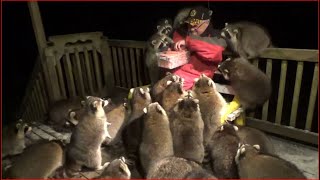 Mobbed by Raccoons 25 Tuesday Night 03 Nov 2020 [upl. by Brandwein]