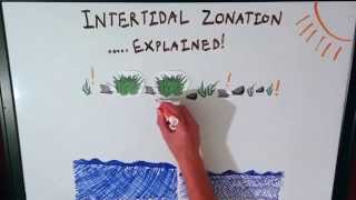 Intertidal Zonation Explained [upl. by Hennie808]