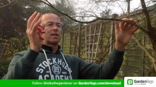 How To Prune Acer Trees [upl. by Aneladgam167]