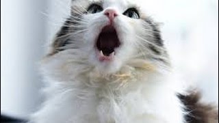 Meowing Purring and Talking Cats – Cats Making Funny Sounds Compilation [upl. by Hoeg]