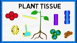 Plant Tissue [upl. by Tooley647]