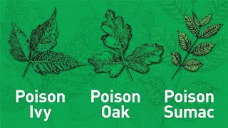 How to Identify Poison Sumac [upl. by Hillyer]