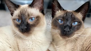 Siamese Cat Meowing  Siamese Cat Talking amp Playing [upl. by Anazraf]