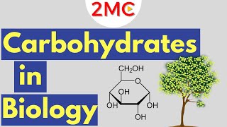 Carbohydrates  Biological Molecules Simplified 1 [upl. by Farand262]