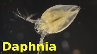 Daphnia [upl. by Ahsemik903]