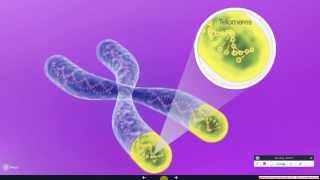 Telomerase The Instrument of Cell Immortality [upl. by Lucic]