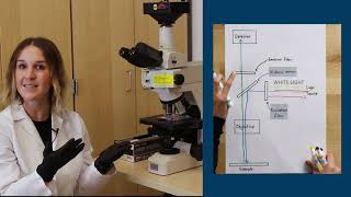 Fluorescence Microscopy [upl. by Rame]