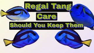 How To Care For Regal Tangs Finding Nemos Dory Hippo Tang Surgeon Fish [upl. by Eolhc695]