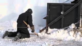 Self Feeding Silage Bag Demonstration [upl. by Silin]