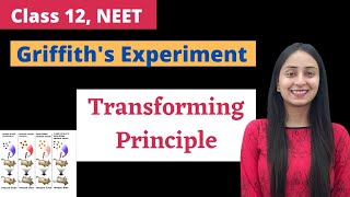 Griffiths Experiment  Class 12  NEET Biology [upl. by Nylorahs]