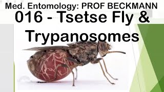 Medical Entomology 016 Tsetse Fly amp Trypanosomes [upl. by Eardnoed]