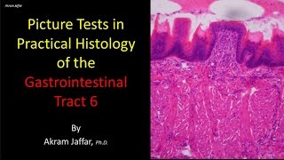 Picture tests in histology of the gastrointestinal system 6 [upl. by Reisinger433]